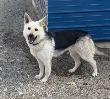 German Shepherd Dog Dogs Available for Adoption in Rochester, Indiana - MAYA | PetCurious