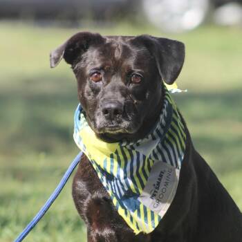 Willa -  Black Labrador Retriever and Pit Bull Terrier Dog for Adoption in Columbia, South Carolina - Willa | PetCurious