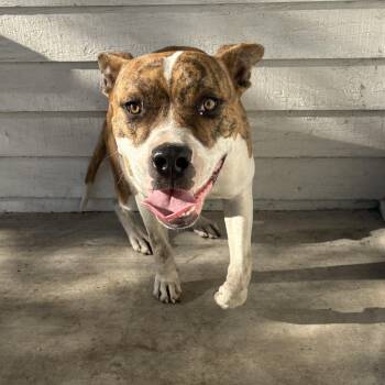 Brisket -  Pit Bull Terrier Dog for Adoption in Berkeley, California - Brisket | PetCurious