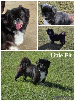Little Bit -  Pekingese Dog for Adoption in Enterprise, Alabama - Little Bit | PetCurious