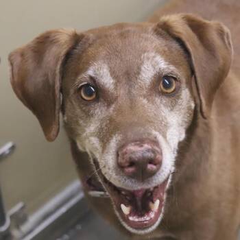 Labrador Retriever Dogs Available for Adoption in Sioux City, Iowa - Callie | PetCurious