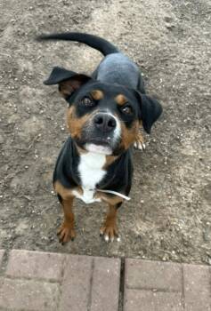 Rottweiler Dogs Available for Adoption - Holly Q | PetCurious