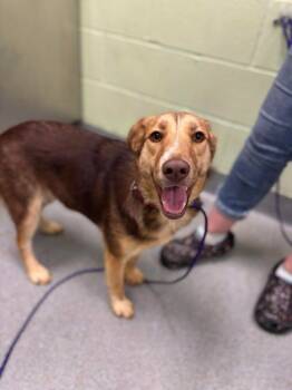 Rescue Shepherd and Mixed Breed Dogs for Adoption in Longview, Texas - Salt | PetCurious