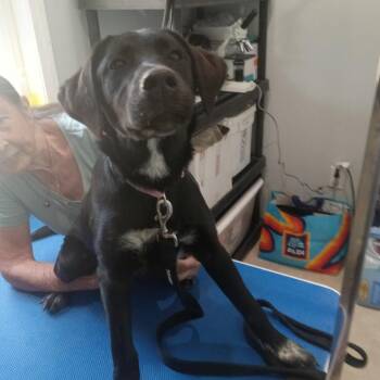 Black Labrador Retriever Dogs Available for Adoption in Hohenwald, Tennessee - Ace | PetCurious