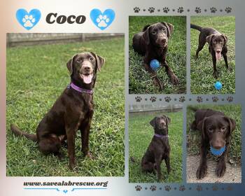 Rescue Labrador Retriever and Chocolate Labrador Retriever Dogs for Adoption in Middletown, Rhode Island - Coco | PetCurious