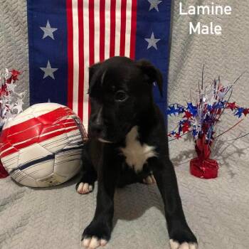Lamine -  German Shepherd Dog and Pit Bull Terrier Dog for Adoption in Olathe, Kansas - Lamine | PetCurious