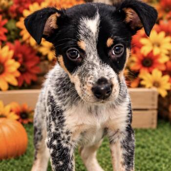 Minnow -  Australian Cattle Dog Blue Heeler Dog for Adoption in Copiague, New York - Minnow | PetCurious