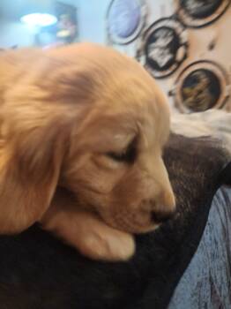 Golden Retriever Dogs Available for Sale - Purple | PetCurious