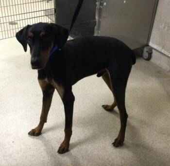 Doberman Pinscher Dogs Available for Adoption in Riverside, California - ESPRESSO | PetCurious
