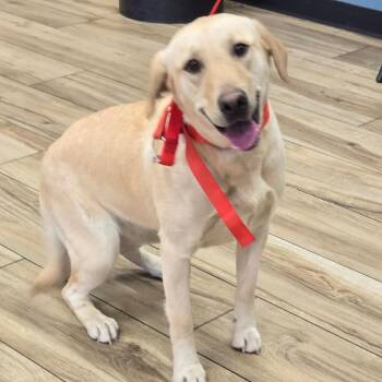 Perla -  Yellow Labrador Retriever Dog for Adoption in Newark, New Jersey - Perla | PetCurious