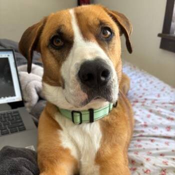 Mixed Breed Dogs Available for Adoption - Beatrix | PetCurious