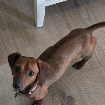 Dachshund Dogs Available for Adoption in Sandy, Utah - Nui | PetCurious