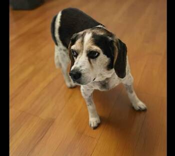 Maddie -  Beagle Dog Available for Adoption in Fairmont, West Virginia - Maddie | PetCurious