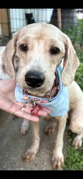 Shih Poo and Bichon Frise Dogs Available for Adoption in St. Louis, Missouri - Murphy  | PetCurious
