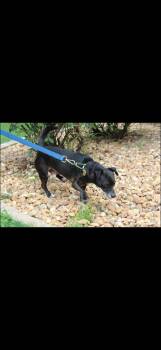 Nicholas -  Chihuahua Dog for Adoption in Lakewood Ranch, Florida - Nicholas | PetCurious