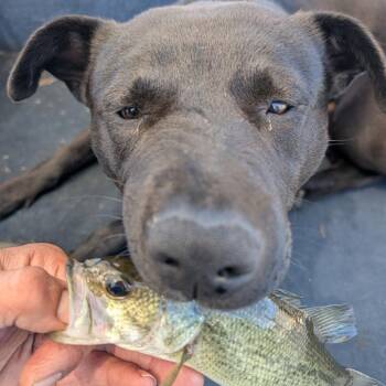 Mixed Breed and None Dogs Available for Adoption in Buffalo, Minnesota - Quest | PetCurious