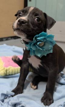 Sierra -  Mixed Breed Dog for Adoption in Warren, Michigan - Sierra | PetCurious