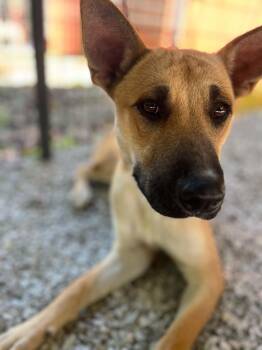 Lucy -  Australian Cattle Dog Blue Heeler and German Shepherd Dog Dog for Adoption in Ona, West Virginia - Lucy | PetCurious