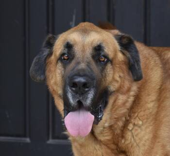 Moose -  Mastiff and German Shepherd Dog Dog for Adoption in Georgetown, Texas - Moose | PetCurious