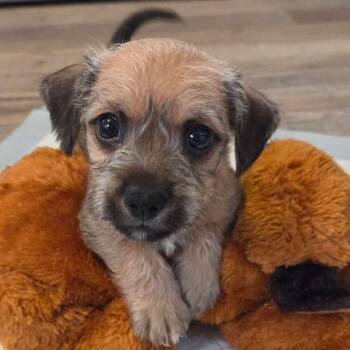Schnauzer and Terrier Dogs Available for Adoption in Allen, Texas - Manny | PetCurious