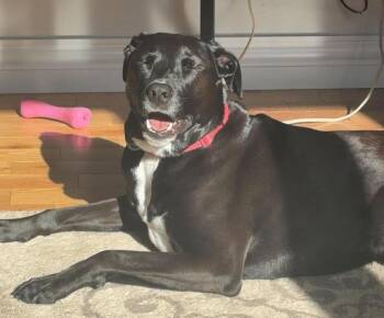 Sharpie #48783  -  Labrador Retriever Dog for Adoption in Silsbee, Texas - Sharpie #48783  | PetCurious