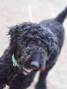 Goldendoodle Dogs Available for Adoption - Yeti | PetCurious