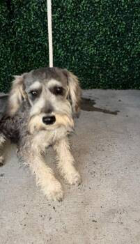 Schnauzer and Mixed Breed Dogs Available for Adoption in El Paso, Texas - 54835150 | PetCurious