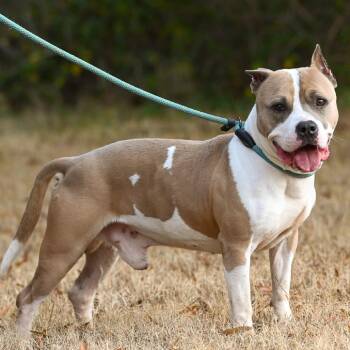 Rescue American Bulldog Dogs for Adoption in Richmond, Virginia - Cosmo | PetCurious