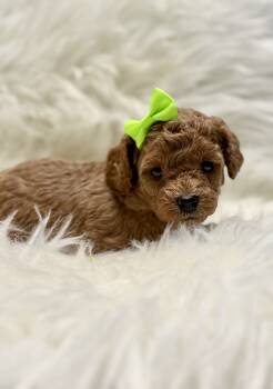 Green Collar  -  Toy Poodle Dog for Sale in Stockton, California - Green Collar  | PetCurious