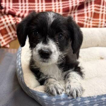 Schmidt -  Miniature Poodle and Dachshund Dog for Adoption in Kerrville, Texas - Schmidt | PetCurious