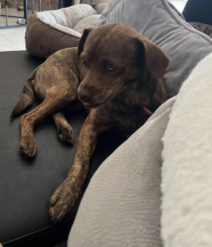 Rescue Chihuahua and Dachshund Dogs for Adoption in Lancaster, California - Tin Man | PetCurious