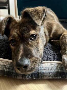 Labrador Retriever Dogs Available for Adoption - Mickey | PetCurious