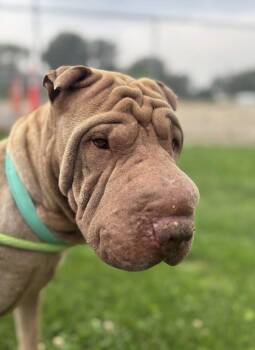 Ginger *special needs* -  Shar Pei Dog for Adoption in Lake Forest, California - Ginger *special Needs* | PetCurious