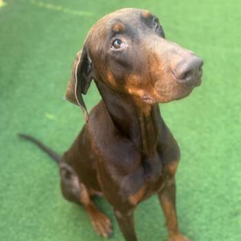 Rescue Doberman Pinscher Dogs for Adoption in Saint George, Vermont - Clay | PetCurious