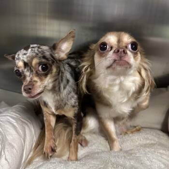 Sierra -  Chihuahua Dog for Adoption in Philadelphia, Pennsylvania - Sierra | PetCurious