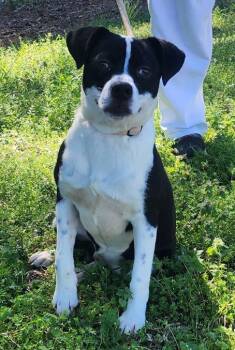 Terrier Dogs Available for Adoption - 252040  Pennywise | PetCurious