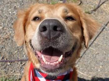 Savanna -  Golden Retriever and Great Pyrenees Dog for Adoption in Butte, Montana - Savanna | PetCurious