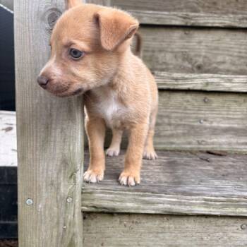 Chiweenie and Fox Terrier Dogs Available for Adoption - Svenna | PetCurious