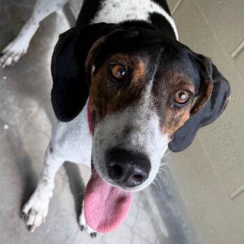 Speck -  Hound Dog for Adoption in Bronson, Florida - Speck | PetCurious