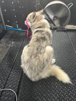 Snowbaw -  Mixed Breed Dog for Adoption in Hobbs, New Mexico - Snowbaw | PetCurious