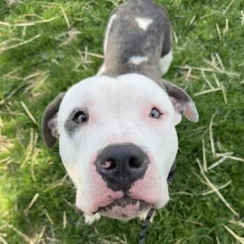Pit Bull Terrier Dogs Available for Adoption in Chicago, Illinois - Chambers ~ Coming Soon!!! | PetCurious