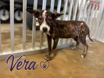Meet Vera — A Tiny Survivor with a Huge Heart -  Mixed Breed Dog for Adoption in Conway, South Carolina - Meet Vera — A Tiny Survivor With A Huge Heart | PetCurious