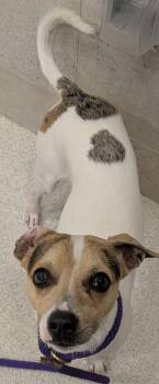 Kainalu-Kolohe -  Parson Russell Terrier and Mixed Breed Dog for Adoption in Honolulu, Hawaii - Kainalu-Kolohe | PetCurious