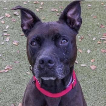 Mixed Breed Dogs Available for Adoption in Titusville, Florida - Daisy | PetCurious