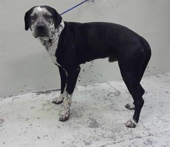 BALOO -  Catahoula Leopard Dog and Mixed Breed Dog for Adoption in Houston, Texas - BALOO | PetCurious