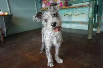 Schnauzer Dogs Available for Adoption in San Antonio, Texas - Queen Latifah | PetCurious