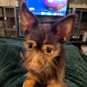 Chester -  Chihuahua and Terrier Dog for Adoption in St. Peters, Missouri - Chester | PetCurious
