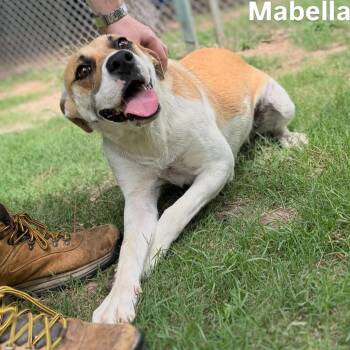 Mabella -  Labrador Retriever and Hound Dog for Adoption in Little Rock, Arkansas - Mabella | PetCurious
