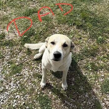 Jack Russell Terrier Dogs Available for Adoption in Stormville, New York - CT Gray | PetCurious