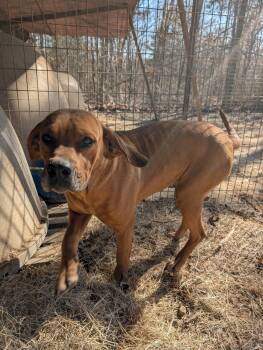 MARGO -  Redbone Coonhound Dog for Adoption in Chicopee, Massachusetts - MARGO | PetCurious